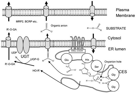 Structure and Catalytic Properties of Carboxylesterase Isozymes ...