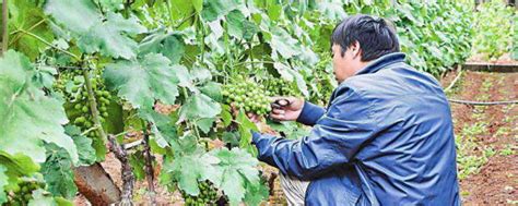 葡萄种植技术与管理 —【发财农业网】