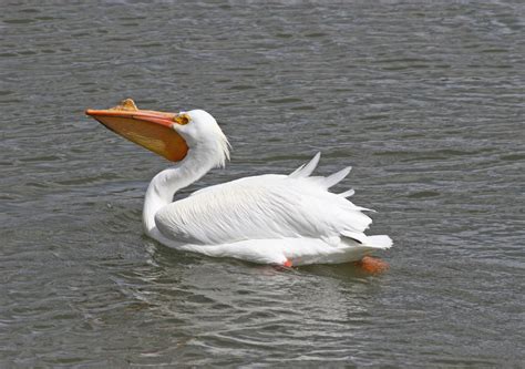 Pelican Birds Facts | Latest Information & Pictures | All Wildlife ...