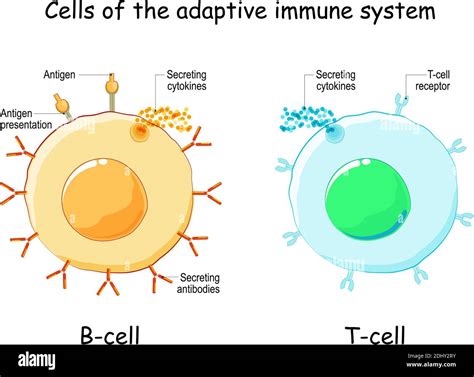 Image result for B Lymphocytes Function