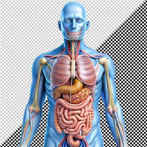 Image result for Digestive System No Background