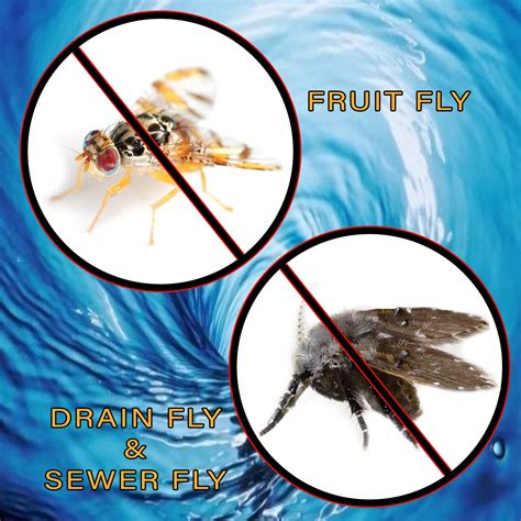 Snapklik.com : Fruit Fly & Drain Fly Killer - Simple Commercial Drain ...