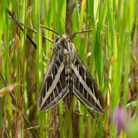 White Lined Sphinx Moth (Hyles lineata) | White Lined Sphinx… | Flickr
