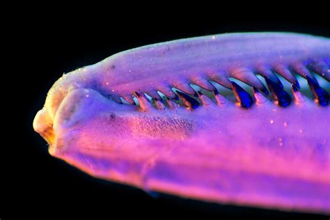 Image result for Alien Sleeping