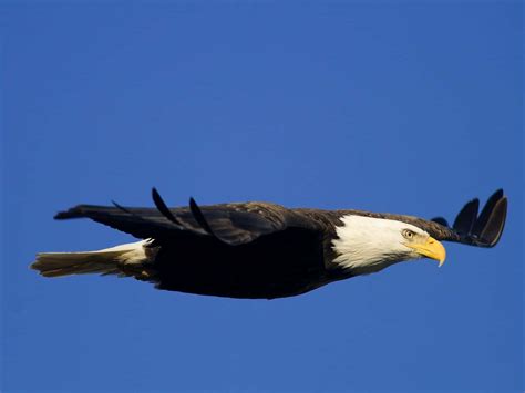 Downloaden Fliegenderadler Im Klaren Blauen Himmel Wallpaper | Wallpapers.com