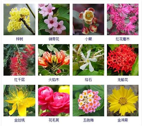400种 · 观花植物品种大全，值得收藏_花仙子