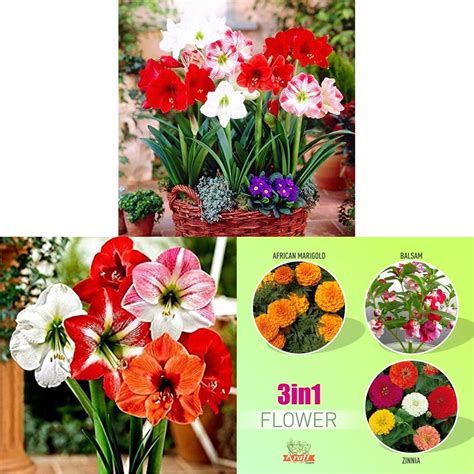 Kraft Seeds Amaryllis Lily Flower Sow &Kraft Seeds Gate Garden ...