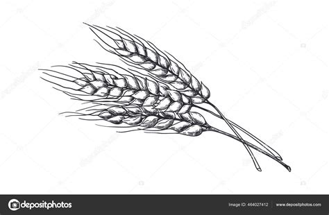 Barley Grain Drawing