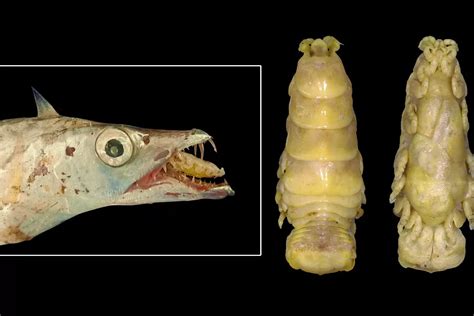 Researchers discover new species of fish parasitic isopod off Odisha coast