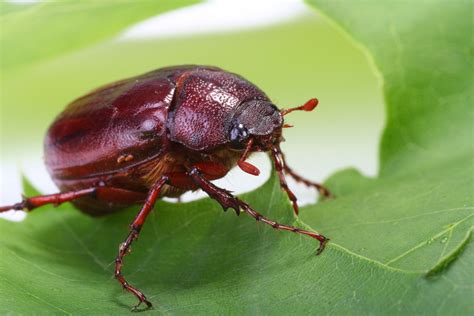 As larvae, June bugs eat the roots of grasses. As adults, they eat the ...
