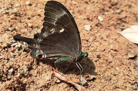 Papilio crino | Butterfly
