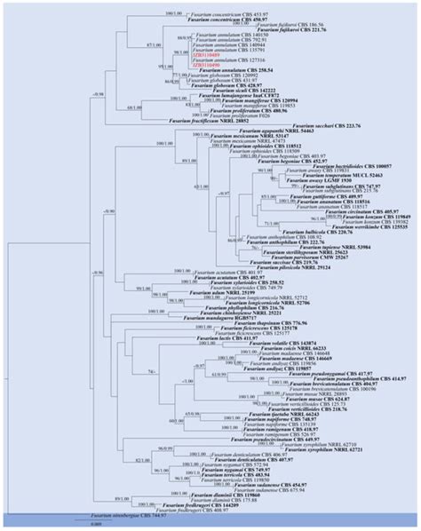 Characterization of Fungal Pathogens Causing Blueberry Fruit Rot ...