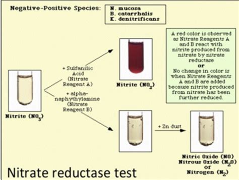 Image result for Gasious Nitrate Test