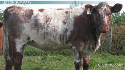 Image result for Codominance Examples Animals