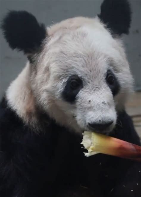 大熊猫“丫丫”平安回到北京动物园：现不对外展出，将定期发布相关信息_腾讯视频