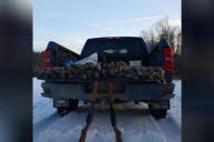 Image result for Rabbit Hunting without Dogs