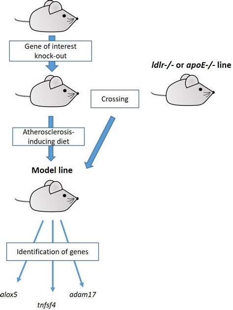 Image result for Candidate Function