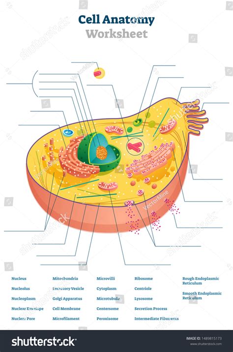 38 cell labeling worksheet
