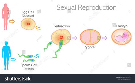 Human Reproduction Steps 的图像结果