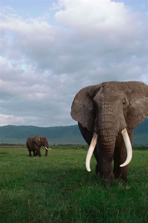 Bull Elephant Charging