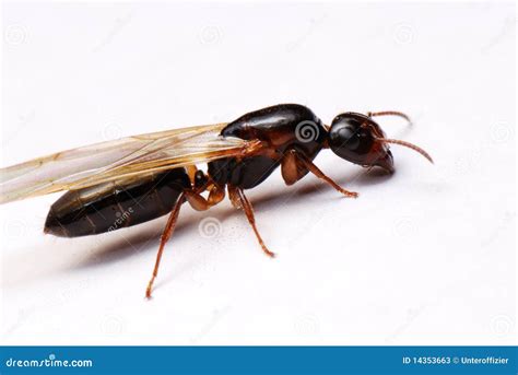 Winged Ant stock image. Image of tiny, insect, sense - 14353663