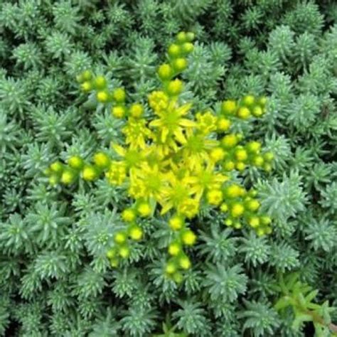 Sedum reflexum Blue Spruce - Gabbar Farms