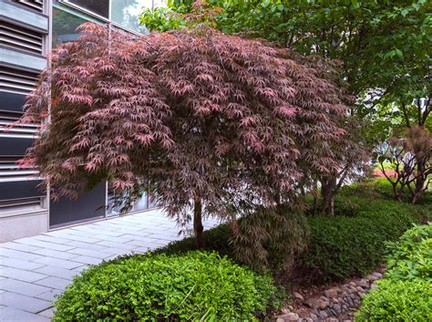 Weeping Japanese Maple Dwarf