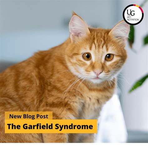 Cat Down Syndrome Can Cats Have Down Syndrome? What You Need To Know