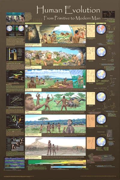 Men Evolution Chart 的图像结果