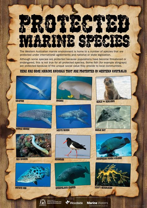 Endangered Ocean Species Poster