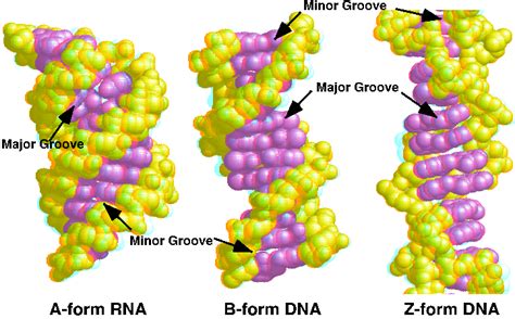 Image result for Z-DNA Function