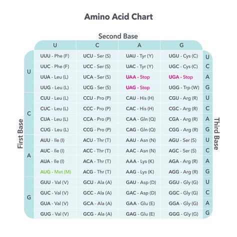 Glutamine Amino Acid Codon at Nina Pierson blog