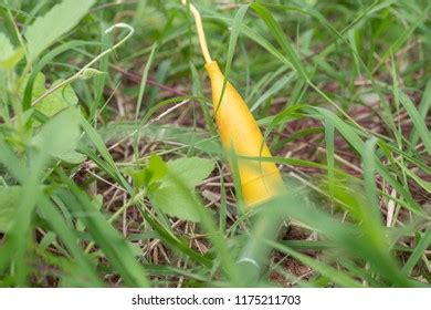 Image result for Lightning Protection Testing Methods