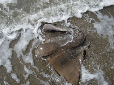 Hunting and Fishing California: Coyote Point Fishing