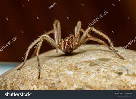 Big House Spider Tegenaria Domestica Stock Photo 2207381549 | Shutterstock