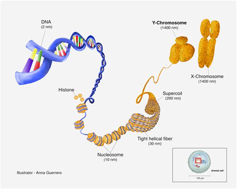 Chromosome In A Animal Cell