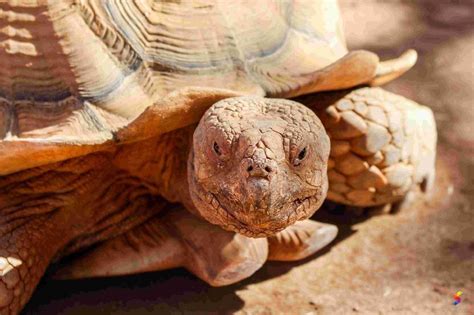 Define Tortoise, Tortoise Meaning, Tortoise Examples, Tortoise Synonyms ...
