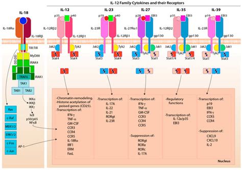 Implications of a ‘Third Signal’ in NK Cells