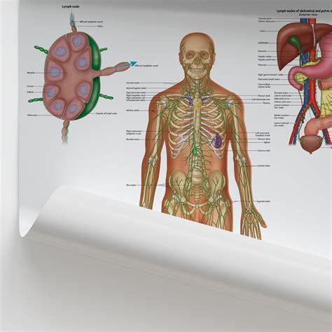 Image result for Lymphatic System Function