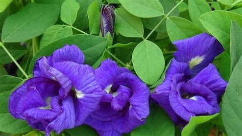 aparajita flower ke upay aparajita flower remedy |Aparajita Flower: गृह ...