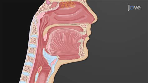 Physiology Of Pharynx