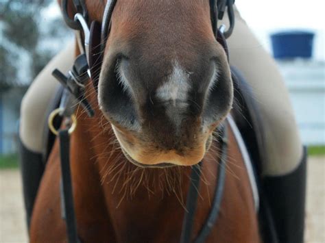 Horses with Snip Face Markings - The Equinest
