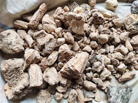 Nealexklusive Damar Batu Sal Benzoin Resin Dhuno Or Jhuna Alati ...