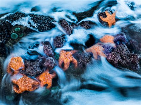 Image result for Complementary Colors Photography