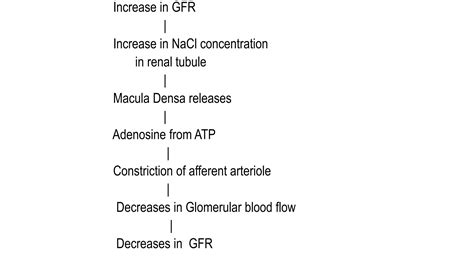 Renal blood flow (The Guyton and Hall physiology) | PPTX