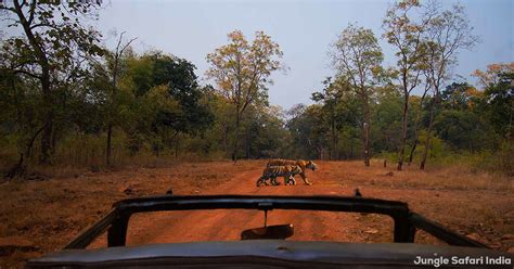Get ready for a thrilling adventure in Jim Corbett National Park