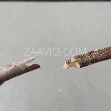 Clonixo™ | Garden Tool Set Tree Cutters Grafting Plants Fruit Pruning ...