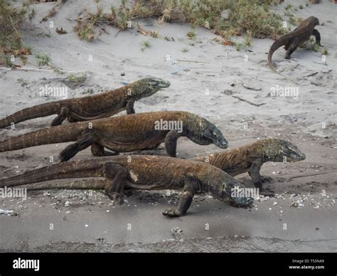 Baby Komodo Dragon Lizard