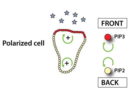 Image result for Pi PIP2 PIP3