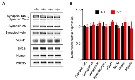 Astroglial Connexin 43 Regulates Synaptic Vesicle Release at ...